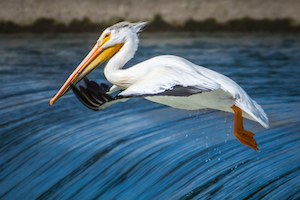 Pelican