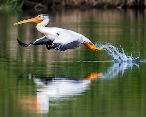 Pelican