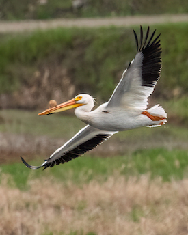 Pelican